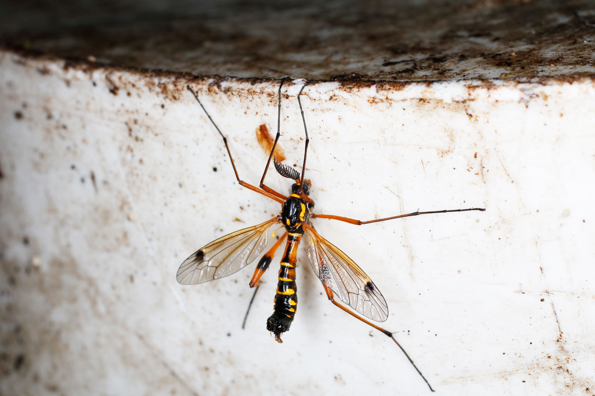 Tipulidae: Ctenophora elegans, maschio